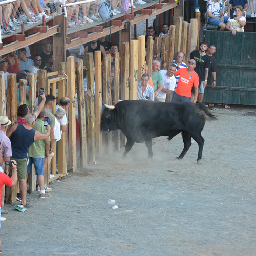 Toros2023 (11 de 70)